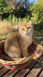 Gatta British shorthair