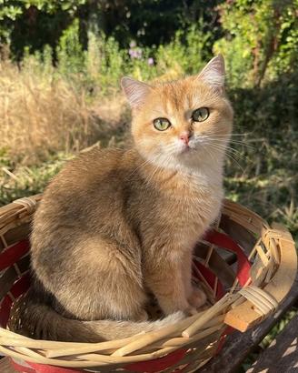 Gatta British shorthair