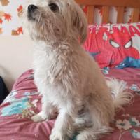 Maltipoo stallone per monta