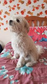 Maltipoo stallone per monta