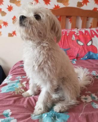 Maltipoo stallone per monta