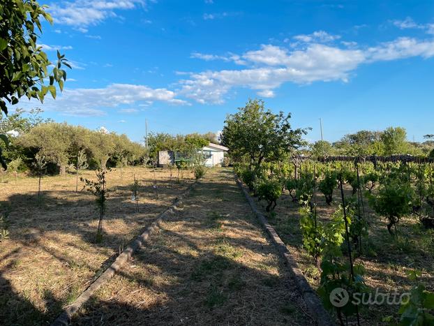 Terreno vigneto frutteto uliveto