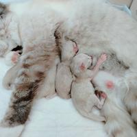 Vendita gatti Ragdoll razza purissima