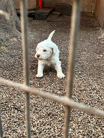 Lagotto romagnolo