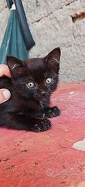 Gattino tutto nero maschio