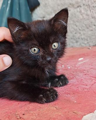 Gattino tutto nero maschio
