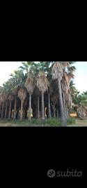 Palme