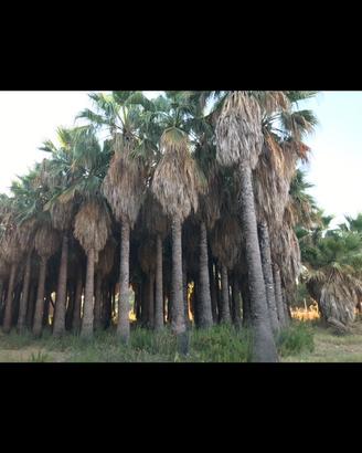 Palme
