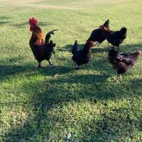 Gallina Marans U.o.v.a