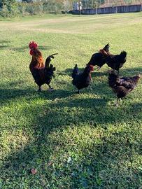 Gallina Marans U.o.v.a