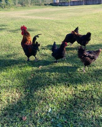 Gallina Marans U.o.v.a