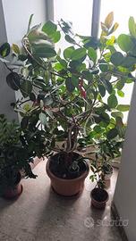 ficus elastica