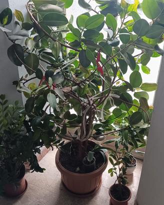 ficus elastica