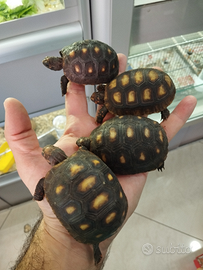 Tartarughe Carbonarie