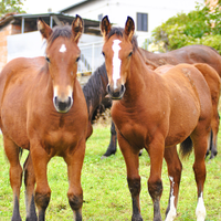 Puledre italiane Appenniniche