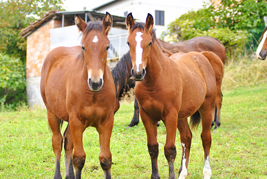 Puledre italiane Appenniniche