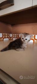 Cuccioli di angora