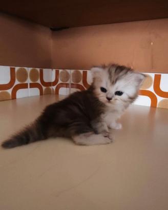 Cuccioli di angora