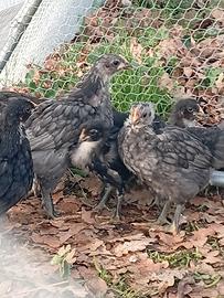 Polletti e gallinelle di australorp