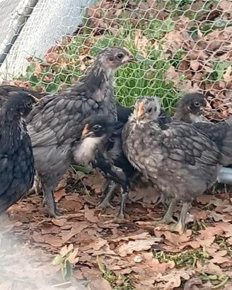 Polletti e gallinelle di australorp