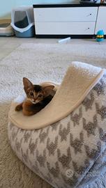 Abissini gattini