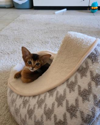 Abissini gattini