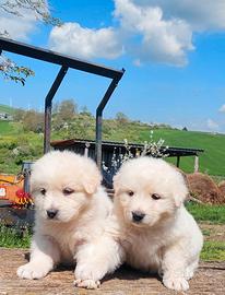 Pastore abruzzese maremmano