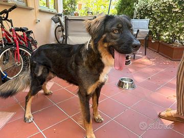 Meticcia belga 2 anni