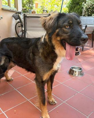 Meticcia belga 2 anni