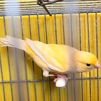 Canarino portatore occhi rossi