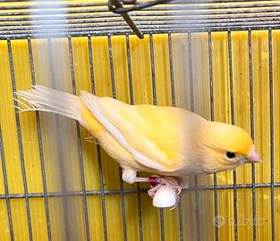 Canarino portatore occhi rossi