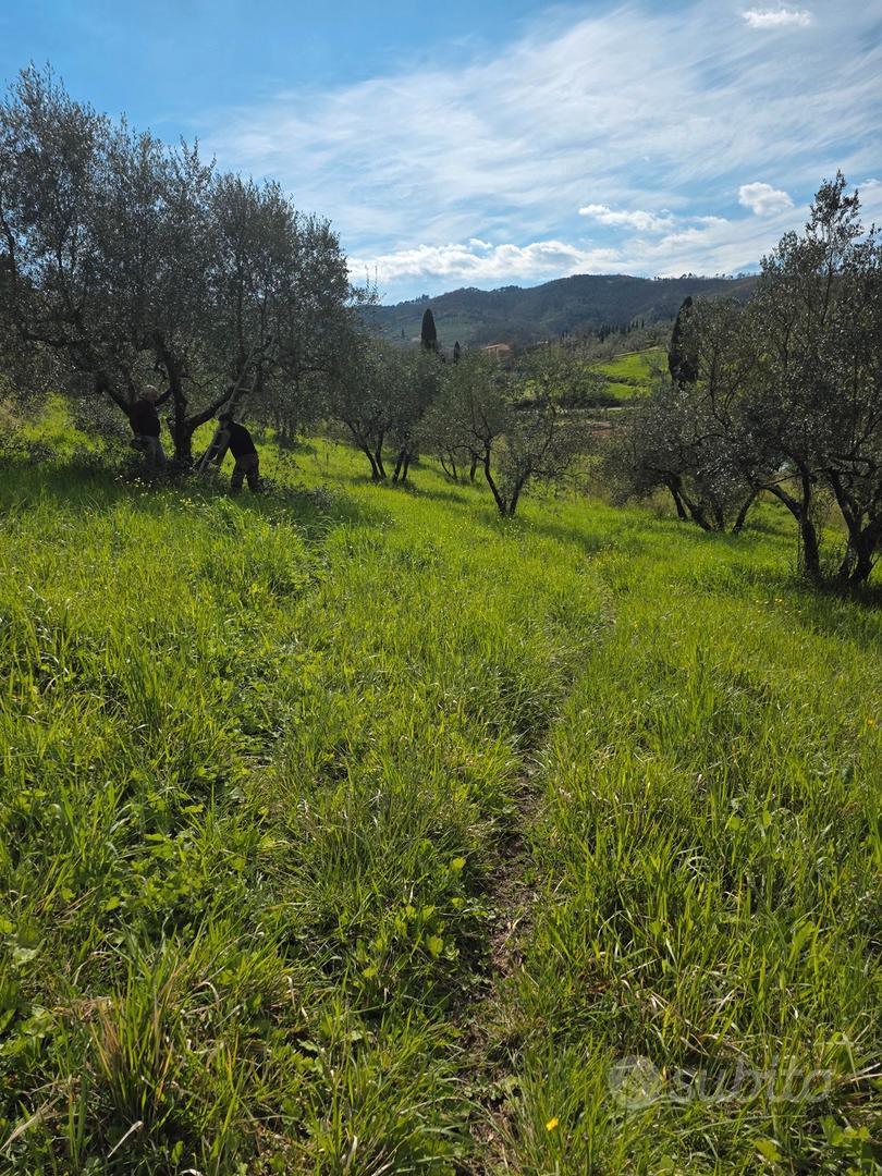 Terreno agricolo - oliveta - Vista 5