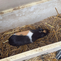 3 cavie peruviane e 6 galline