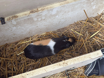 3 cavie peruviane e 6 galline