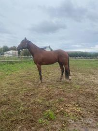 Cavallo quarter horse