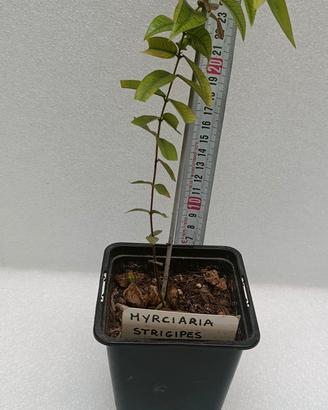 Myrciaria strigipes (Cambuca da Praia)