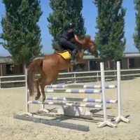 Cavallo Pony Salto Ostacoli