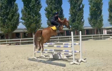 Cavallo Pony Salto Ostacoli