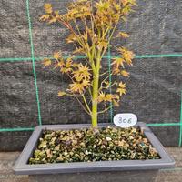 Bonsai di Acero Palmato Verde Giapponese 306