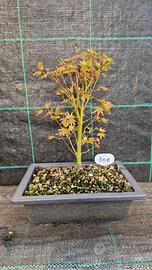 Bonsai di Acero Palmato Verde Giapponese 306