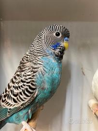 Coppia cocorite bf blu x perlata df