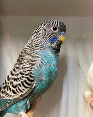 Coppia cocorite bf blu x perlata df
