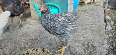 Riproduttori Plymouth Rock