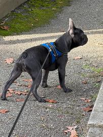 Bulldog francese blue