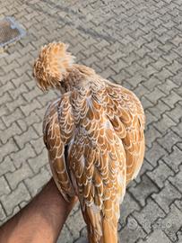 Padovane camoscio