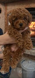 Barboncino toy red con pedigree