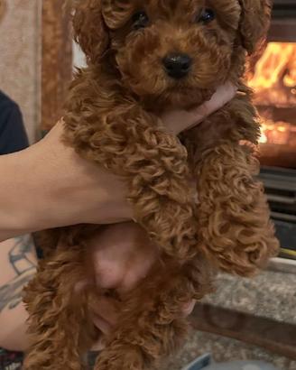 Barboncino toy red con pedigree