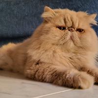 Persiano red smoke disponibile per accoppiamento