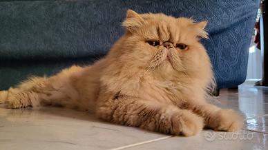 Persiano red smoke disponibile per accoppiamento