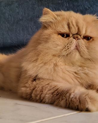 Persiano red smoke disponibile per accoppiamento